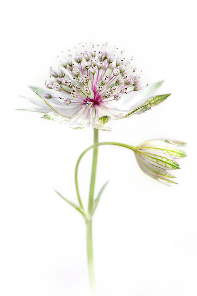 Stunning Pictures Of The International Garden Photographer of the Year 2018 Macro Winners