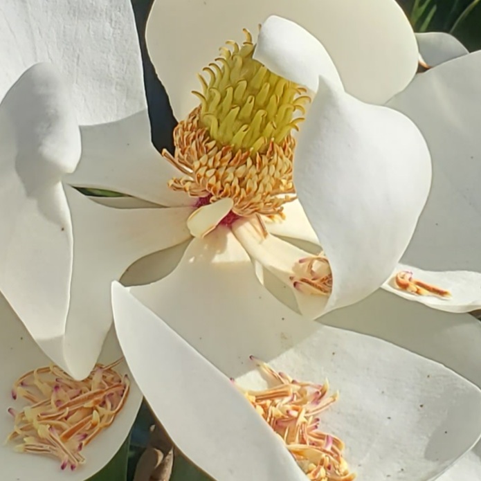 アメリカ南部の夏の花 マグノリア Magnolia はミシシッピの州花です 今日のアメリカ 今日のパン アメリカ南部専業主婦日記