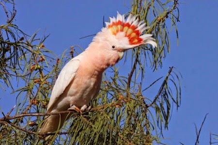 major mitchell cockatoo