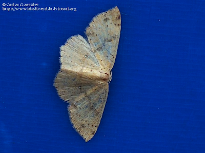 https://www.biodiversidadvirtual.org/insectarium/Cyclophora-(Codonia)-hyponoea-(Prout-1935)-img1040742.html