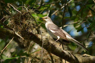 Northern Mockingbird