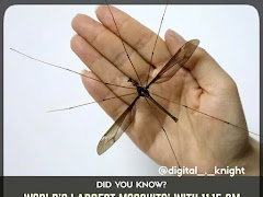 'Holorusia Mikado' Spesis Nyamuk Terbesar Di Dunia