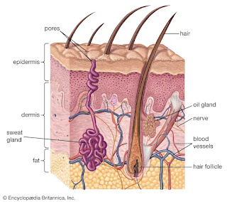 Human Skin Cross section of skin