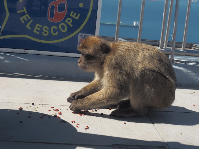 gibraltar monkeys steal food