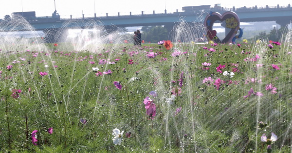 台中大里|大里溪畔4公頃花海|春節走春好去處