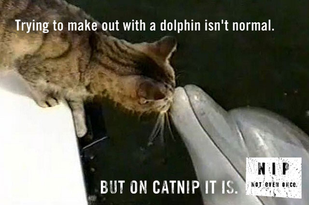 Funny catnip PSAs show what will happen if your cats use catnips, funny cats, funny cat pictures, cat pictures, funny psas, catnip psas