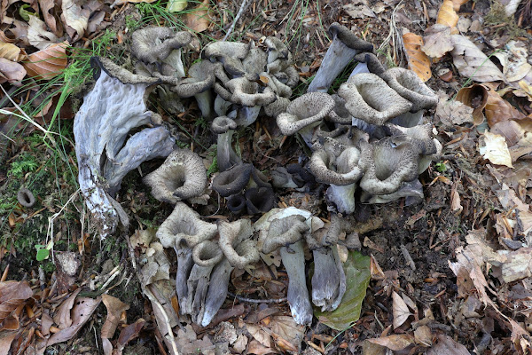 Craterellus cornucopioides