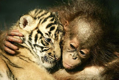 Tiger cub cuddling Orangutans