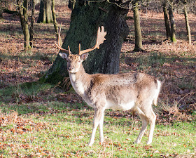 Fallow Deer, Dama dama.  Male.  Knole Park, 19 December 2013.