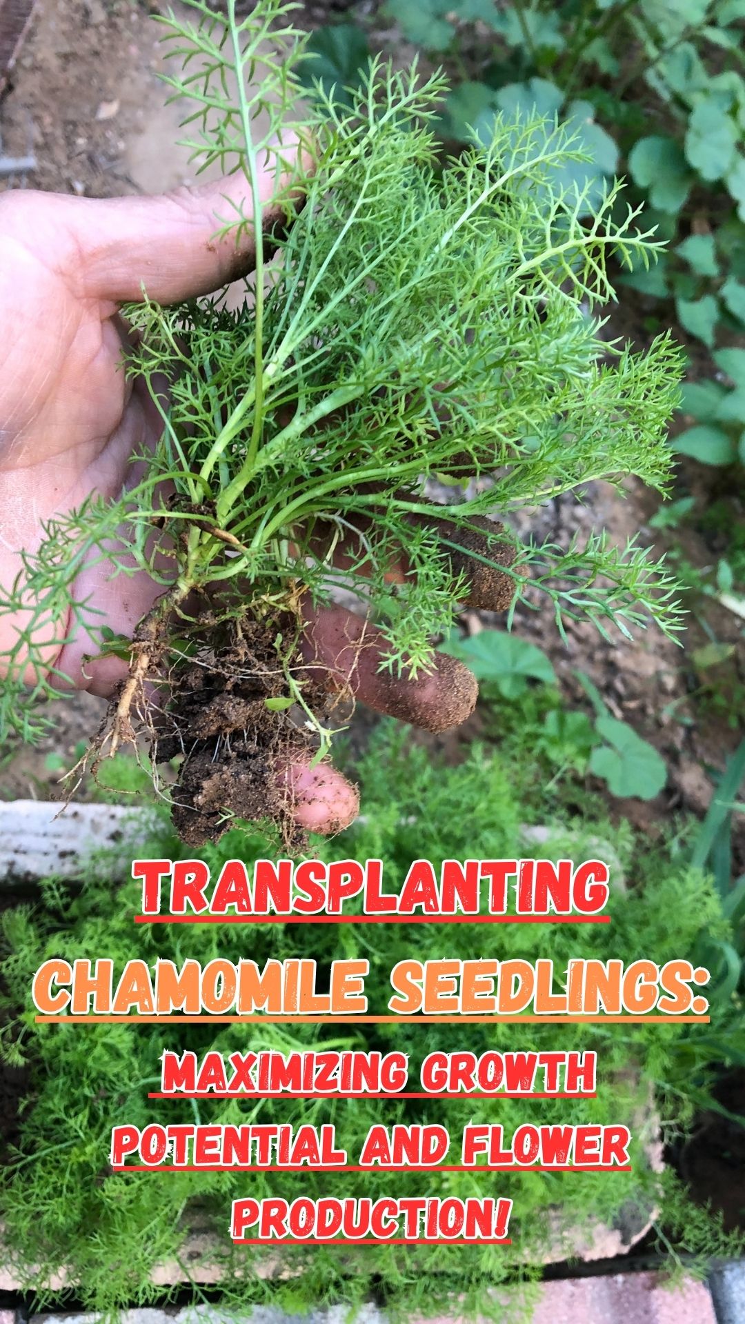In order for your chamomile seedlings to thrive and stay healthy across your garden, you must be able to transplant them correctly.  When transplanting chamomile seedlings, it is crucial to employ appropriate techniques. By doing this, you offer them the best chance to develop and flourish, which will result in robust growth, a lot of blooms, and chamomile flowers.