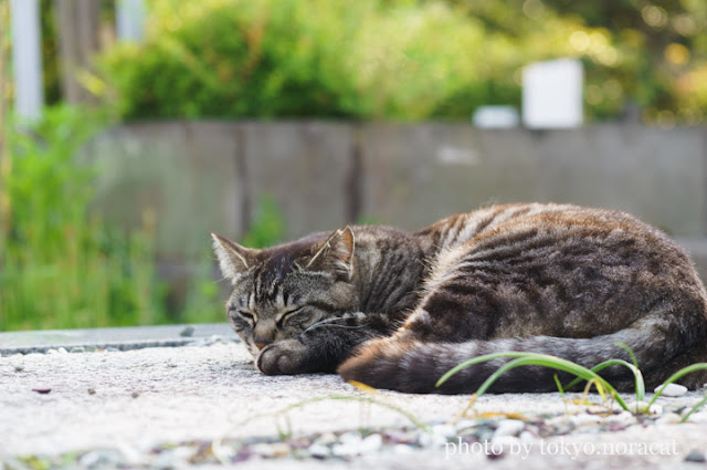 猫写真