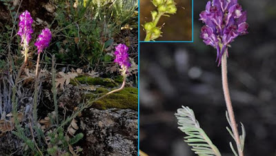 Una planta nueva para la ciencia presente en el Valle del Jerte