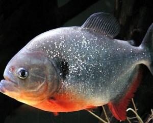 foto ikan piranha terganas}