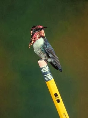 bee hummingbird jantan