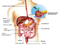 Saluran Digesti Pada Sistem Pencernaan Manusia