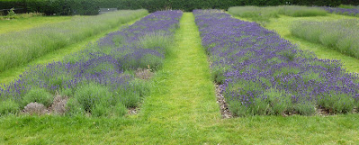 Photo showing lavender beds