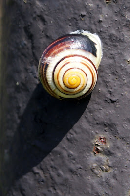 Witgerande Tuinslak - - Cepaea hortensis