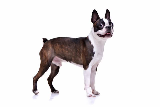 Boston Terrier