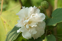 Hibiscus mutabilis - Noon