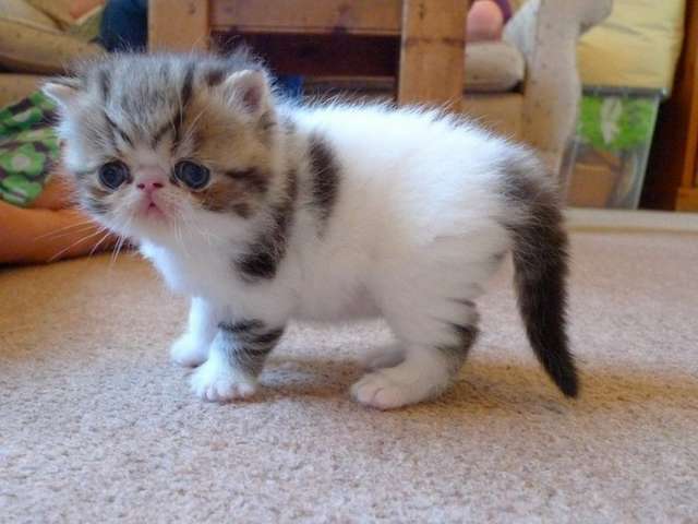 Adorable Exotic Shorthair White and Black Cat image