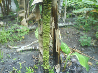  Pisang Berbuah 1000 Biji