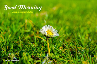 have a beautiful morning today... morning greetings with flowers