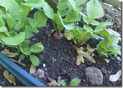 Katrina's radish