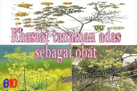 https://keranjangkesehatan.gankoko.com/2023/03/khasiat-tanaman-adas-sebagai-obat.html