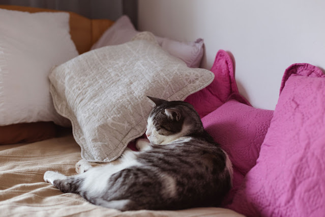 A grey-and-white tabby cat on the bed, cuddling against some pink and some grey cushions