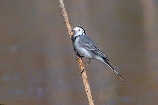 lavandera-blanca-motacilla-alba-