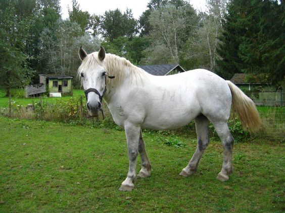 Percheron Horse