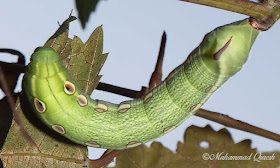 Silver-striped Hawk Moth Caterpillar