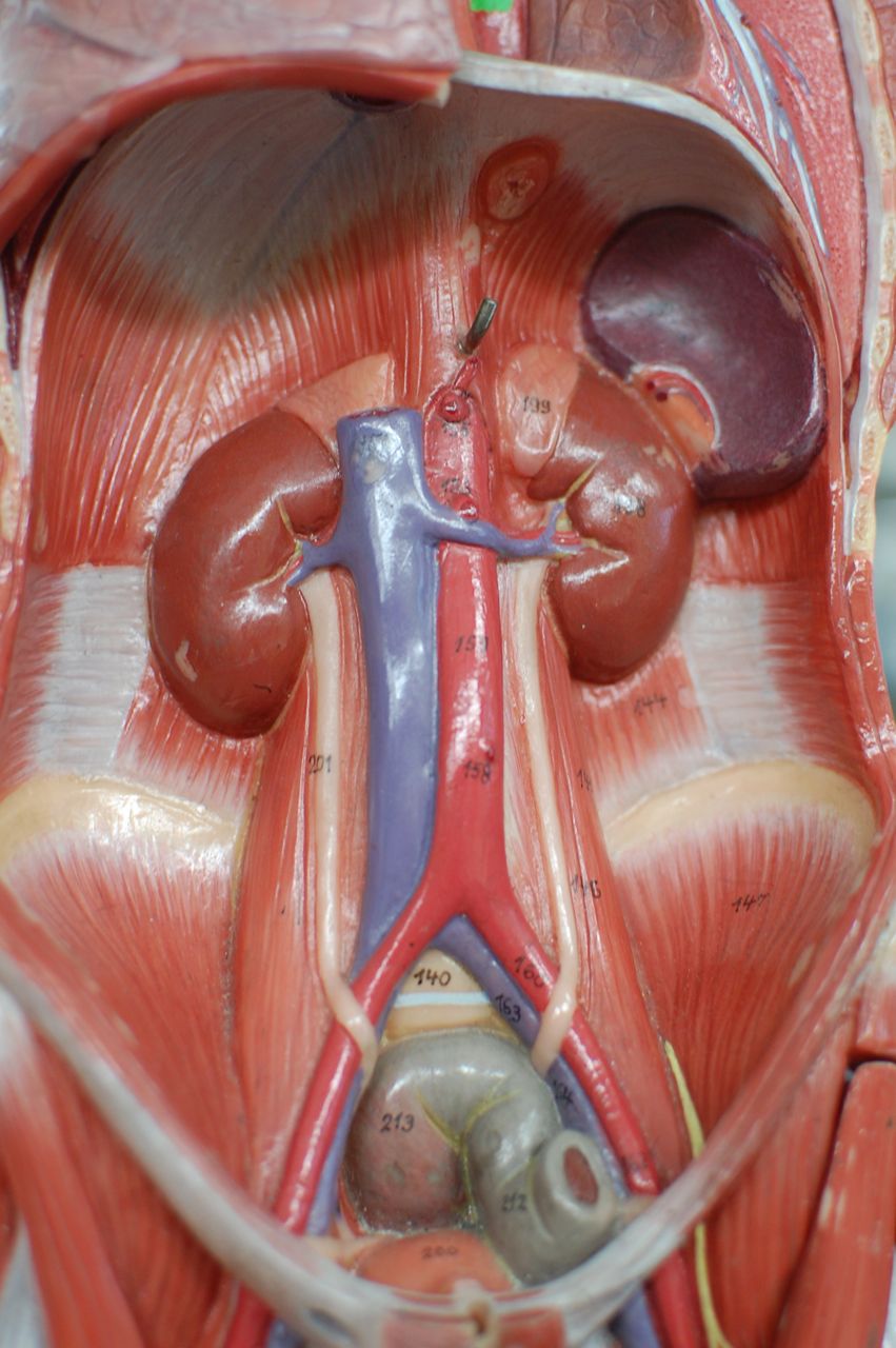 Human Anatomy Lab: Muscles of the Torso