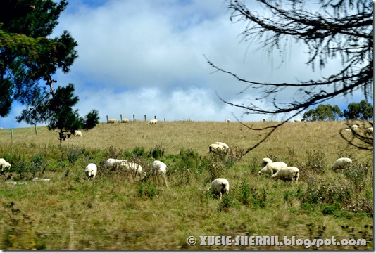 sheep