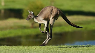 kangaroo hd pictures