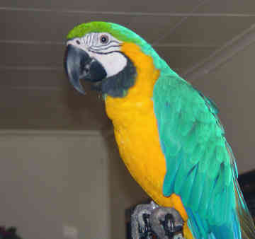 Awesome Macaw Parrots 