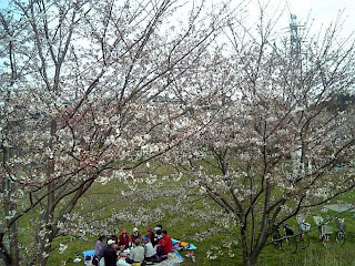 cherry blossoms in a park