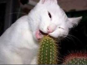 kuaing makan kaktus