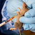 Lassa Fever Kills Four In Gombe State