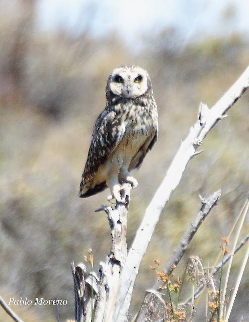 alt="lechuzon de campo(Asio flammeus),aves de Mendoza"