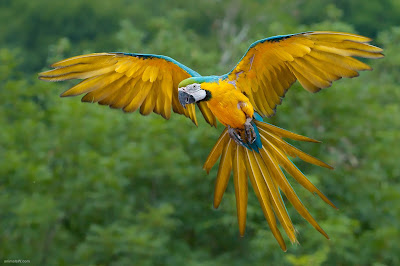 Blue & Yellow Birds Wallpaper