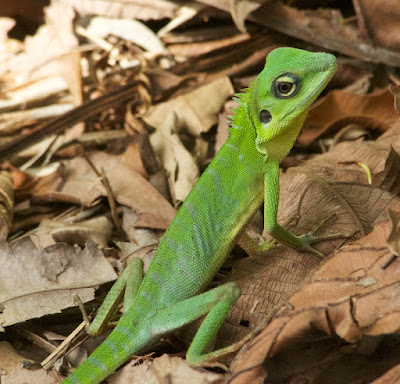 Green Crested Lizard (Bronchocela cristatella)