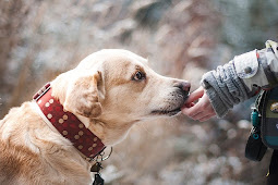 Using An Electronic Dog Collar For Training Your Dog