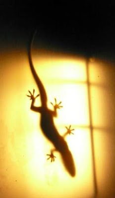 Beauty wants to be seen. It needs to peek out! But, is this gecko seen? Or unseen? Veiled or viewed? And I cannot believe that Thom, of 3WW, did not know what he was hoping for when he came up with the 3WW word, this week. Good on him.