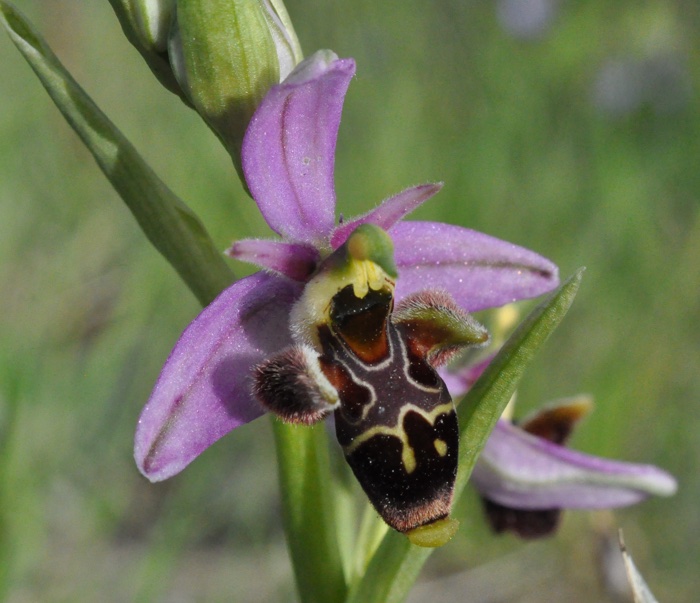 Ophrys Scolopax