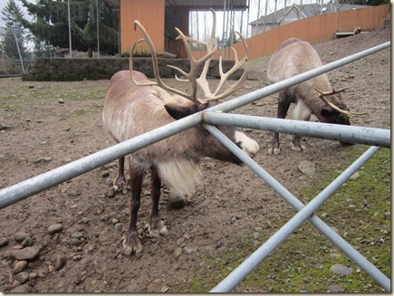 12-23 Reindeer Fesitival 032