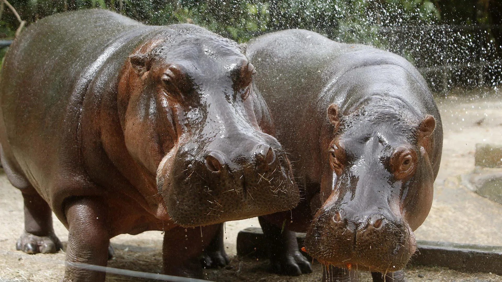 hipopotamos-de-pablo-escobar