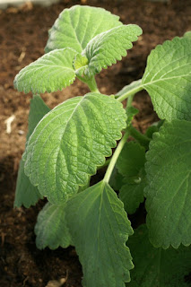 Plectranthe cilié - Plectranthus ciliatus