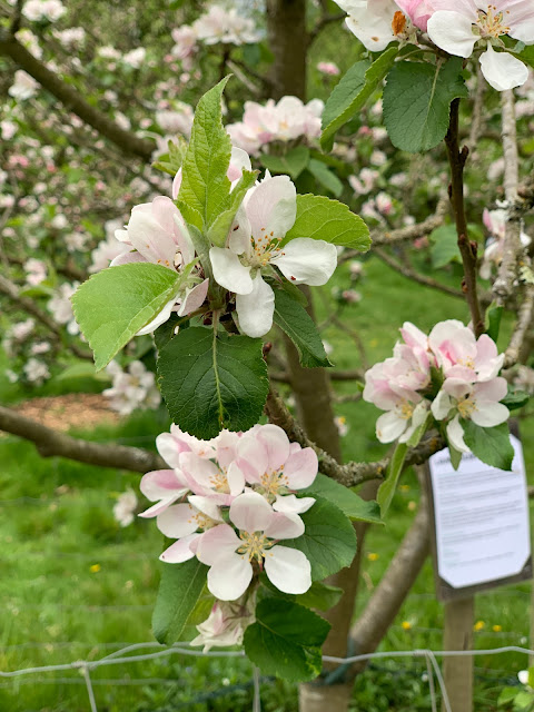 White and pink blossom