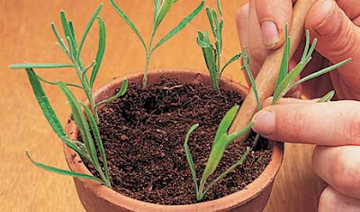 How to propagate lavender from cuttings